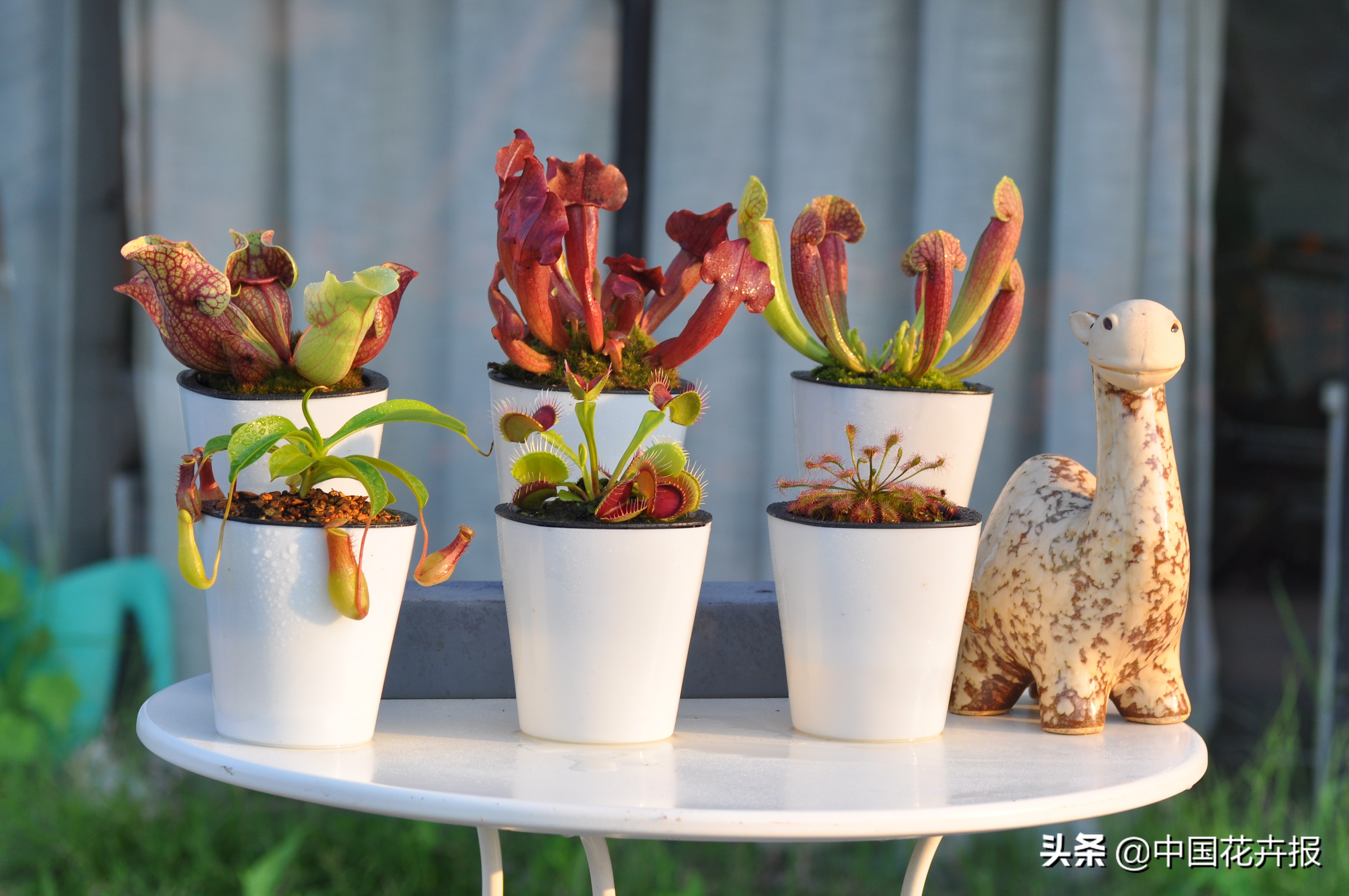 怎么才能养出大量的蚊子幼虫,养什么植物驱小飞虫