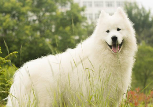 萨摩耶尿血吃什么药,萨摩耶尿是红色怎么回事