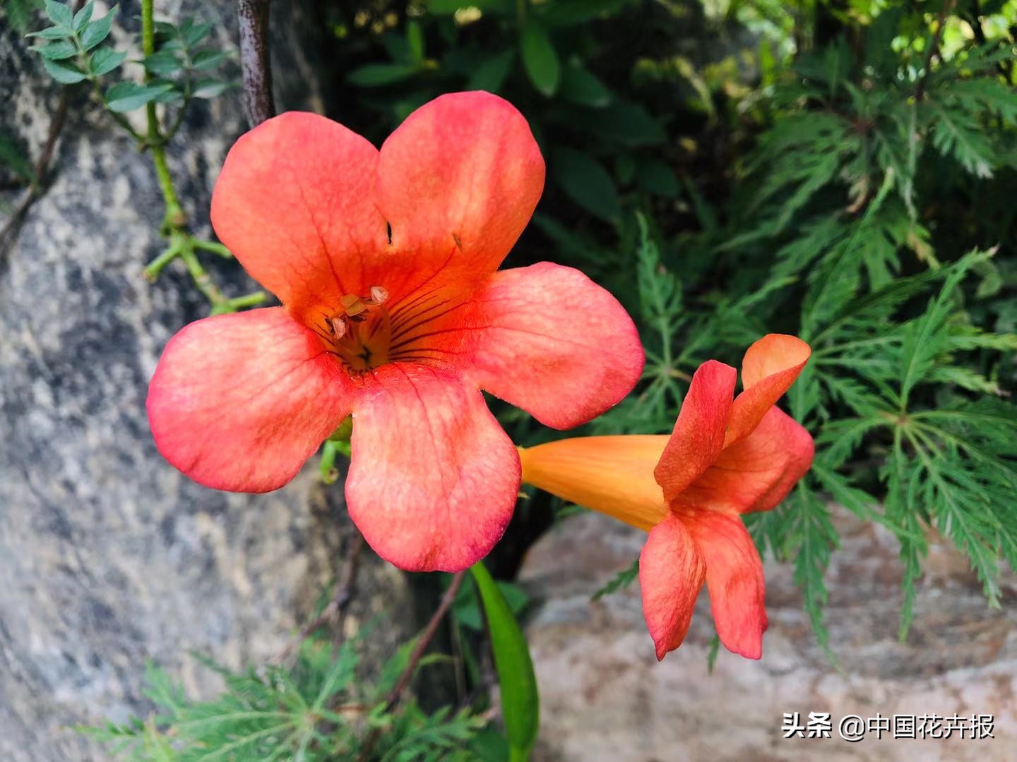 绝不向凌霄花借你的高枝炫耀自己,攀高枝的凌霄花