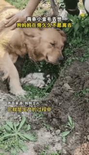金毛生小狗难产,金毛幼犬细小死了