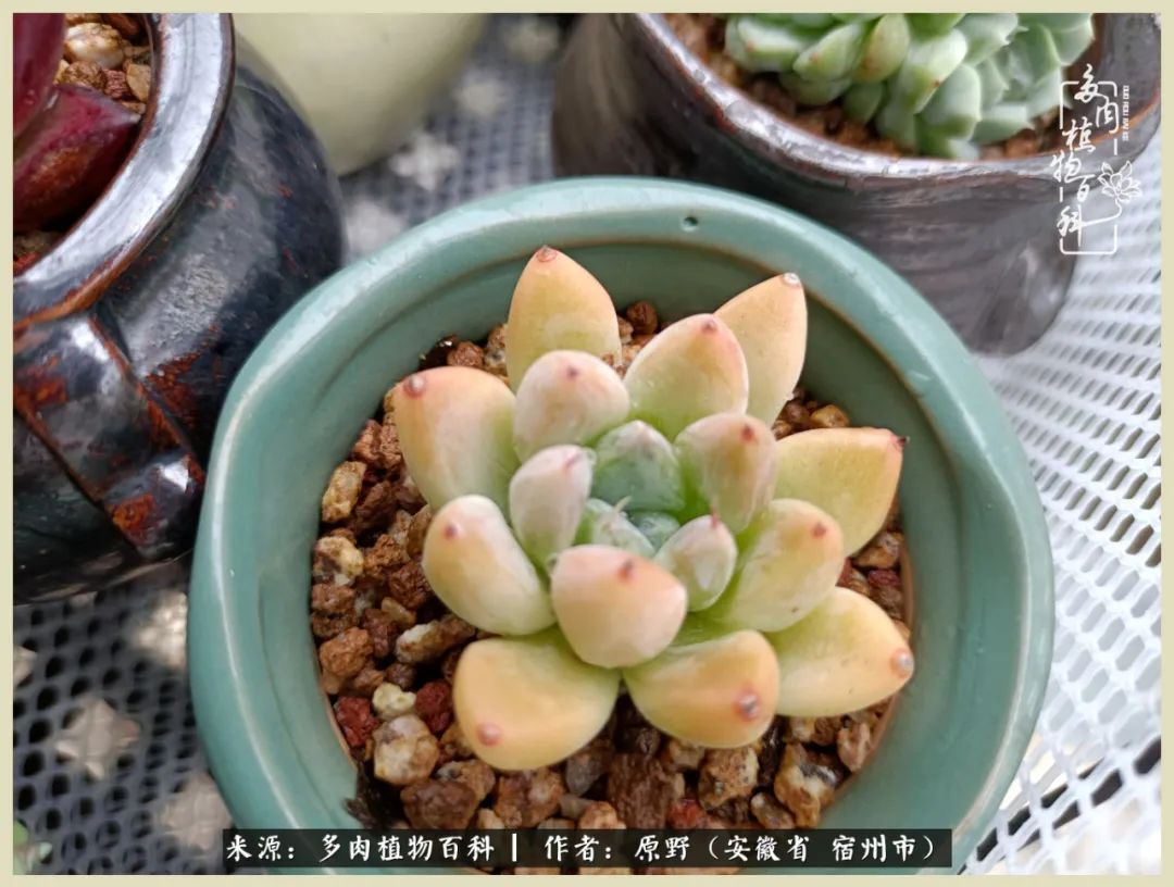 梅雨袭,酷暑至,多肉进入历劫季