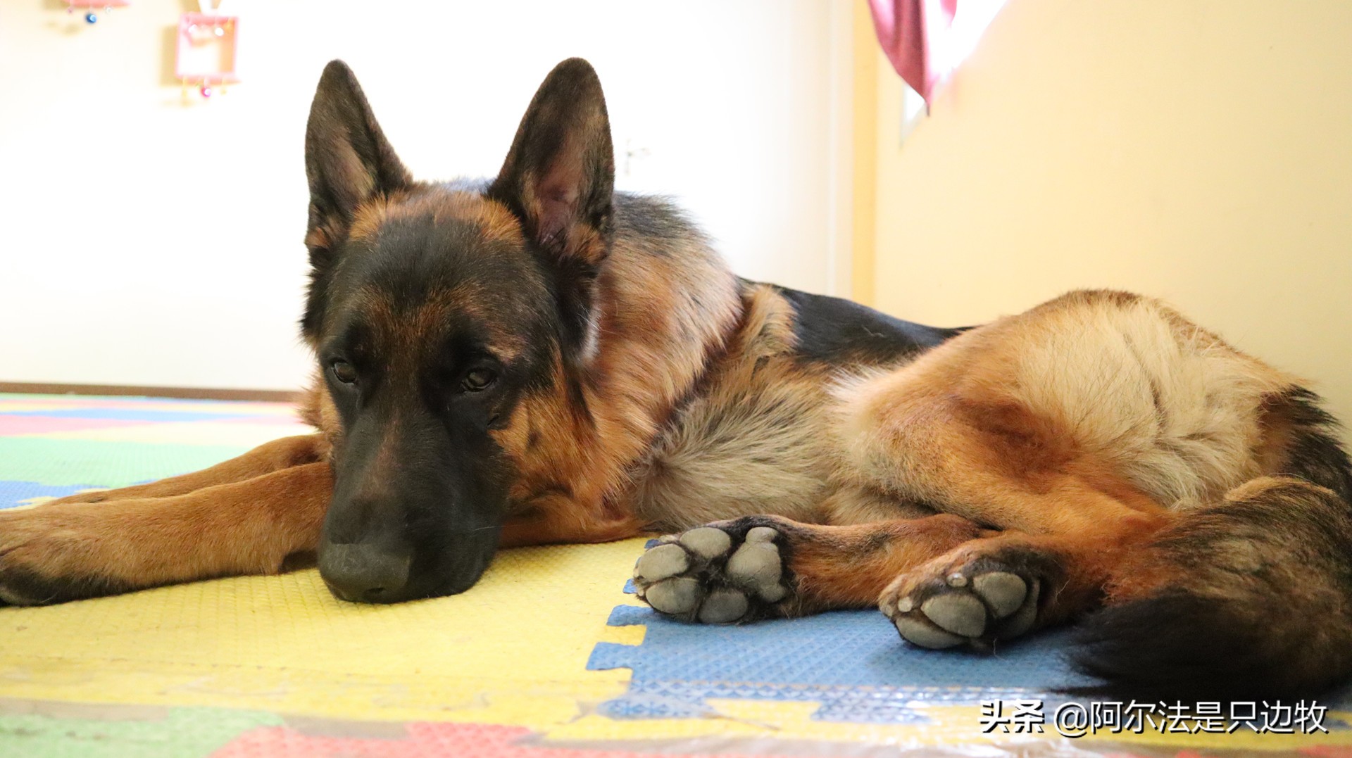 边牧欺负德牧,边牧犯错被主人打