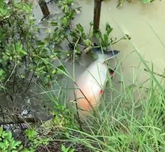 广东男子在池塘发现大量毒鱼出没,把淡水白鲳误认为是红腹食人鱼