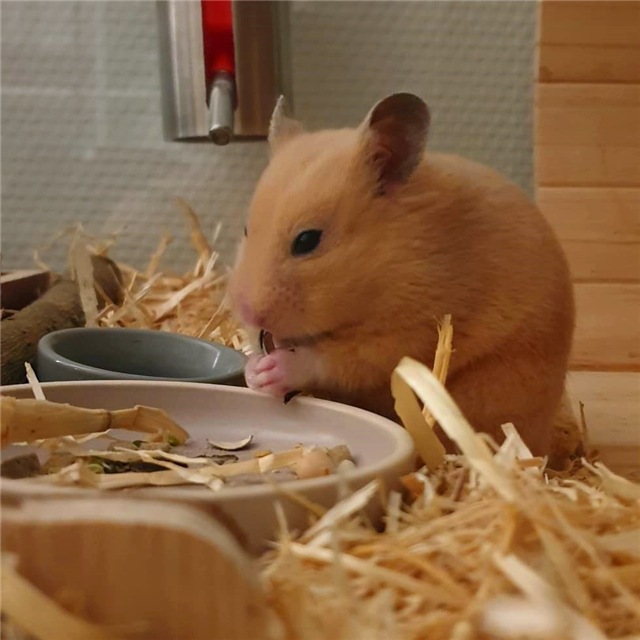 仓鼠不爱吃鼠粮是什么原因,仓鼠不吃鼠粮是怎么回事