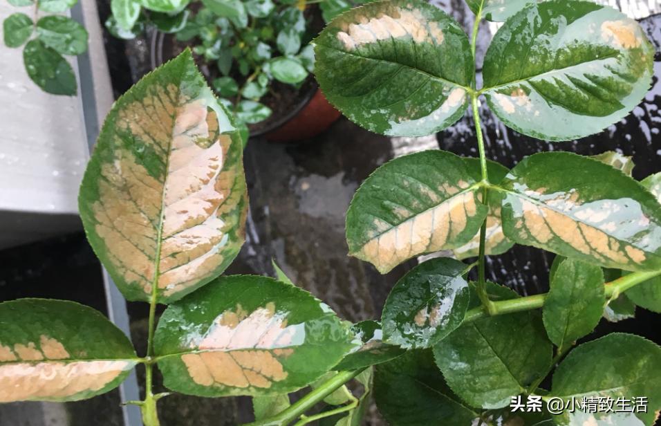 养月季花,这10种病虫害很常见,发病特征和防治方法都在这里了