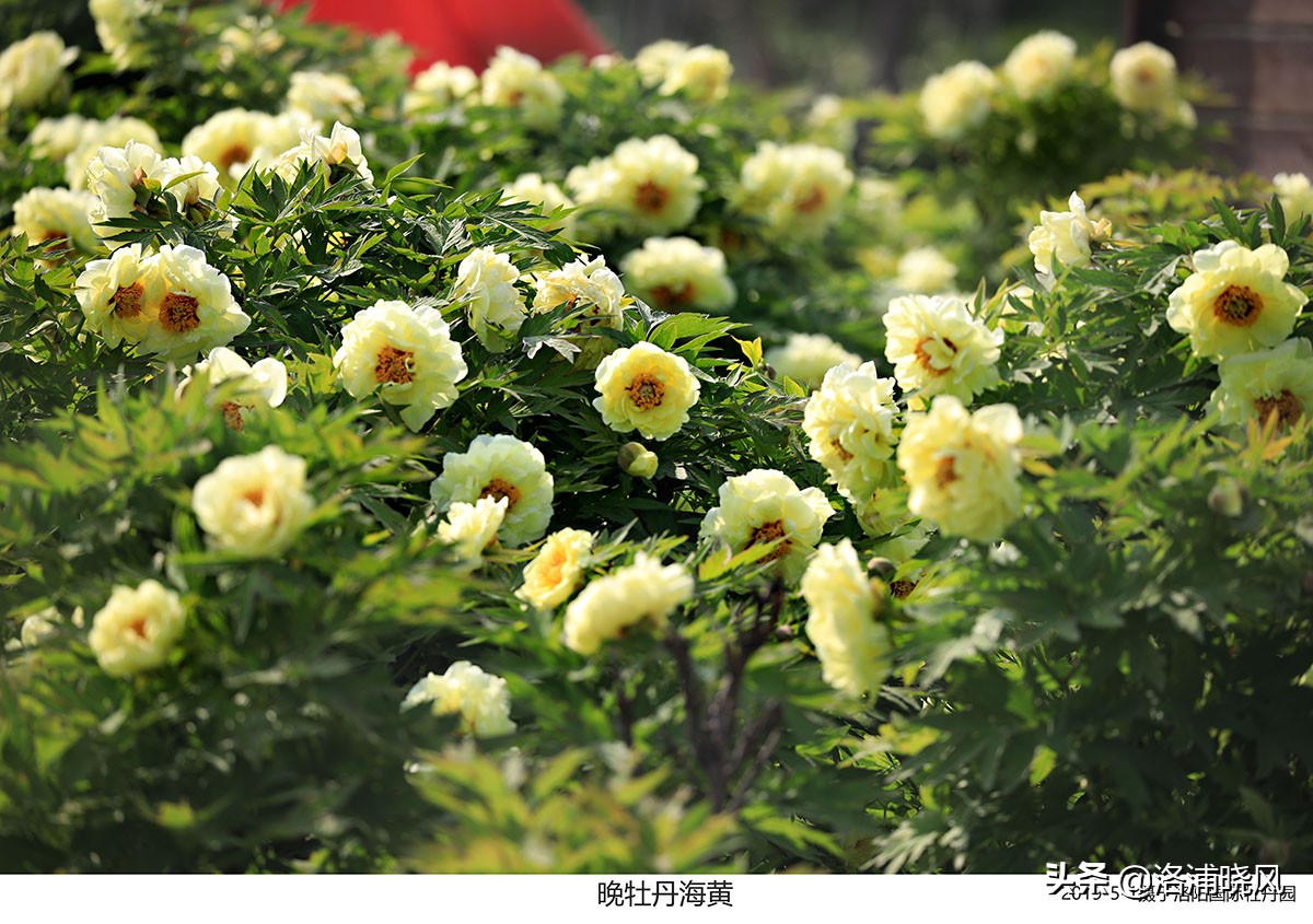 大院绿化的回忆——顺便看看院里的芍药定个究竟有多少种？