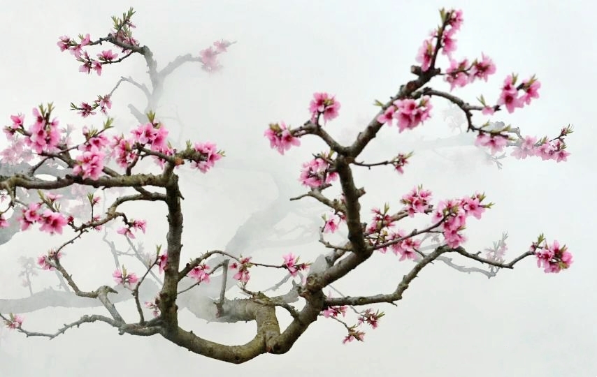 桃树怎样以水控旺,桃树如何灌溉最省劲