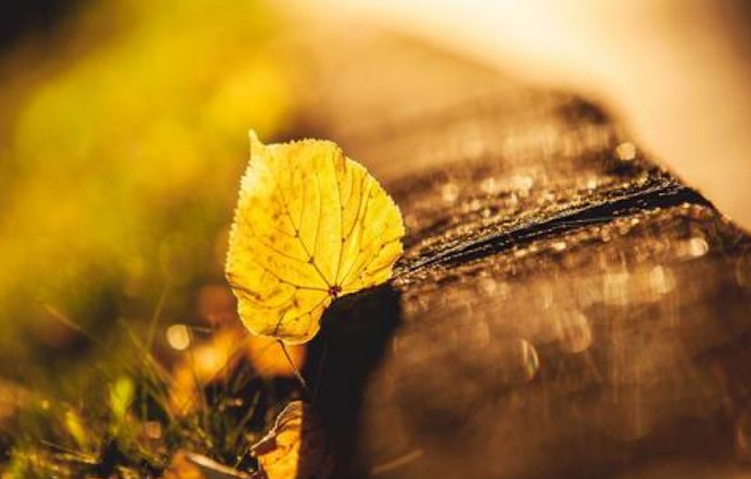 「原创诗词」侯*红庆**|笑傲枝头清骨冷此花不与百花同