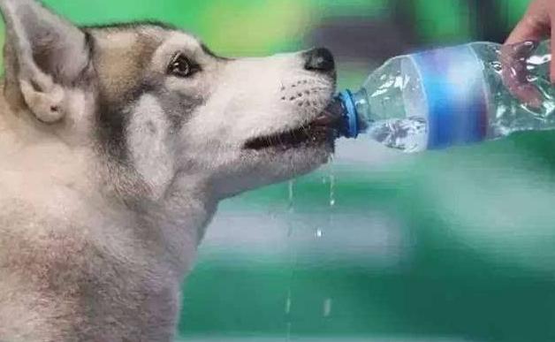 如果你家狗狗生病了怎么办,怎么发现狗狗中暑