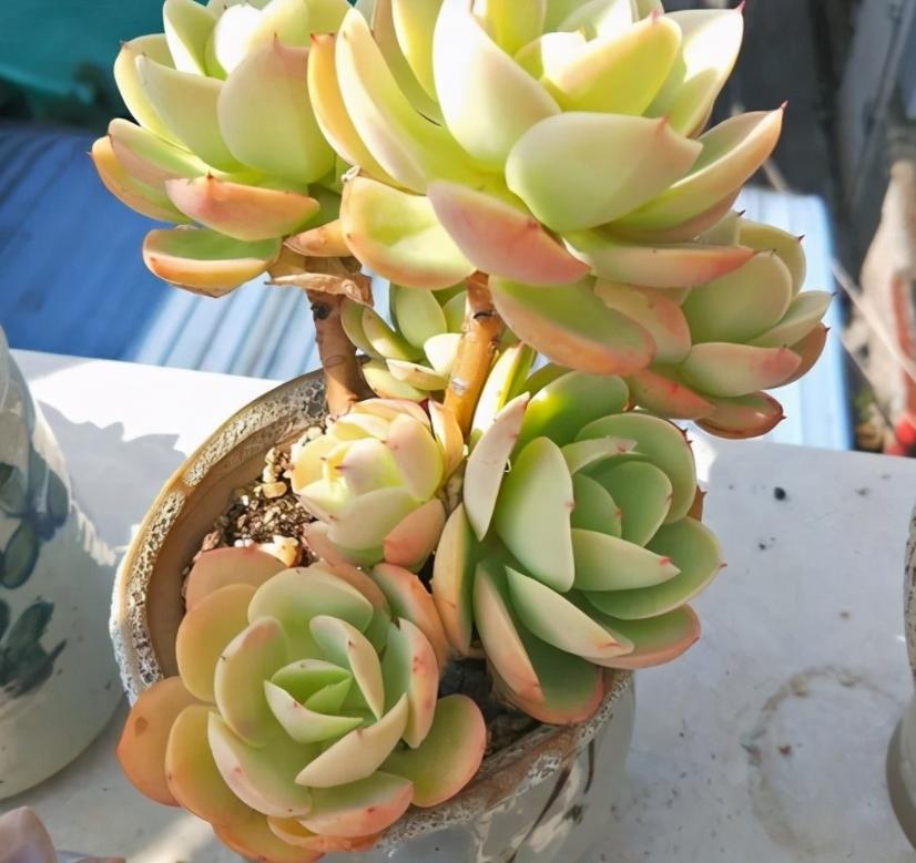 碧桃多肉夏季怕晒不,冬天养的多肉怎么不长新芽