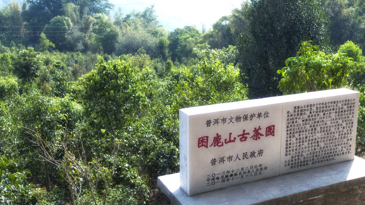 老挝最好的普洱茶,易武之巅顶级普洱茶价格