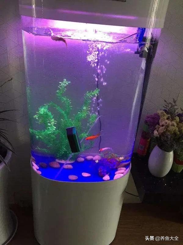 鱼缸用什么杀菌消毒最好,鱼缸杀菌消毒二氧化氯