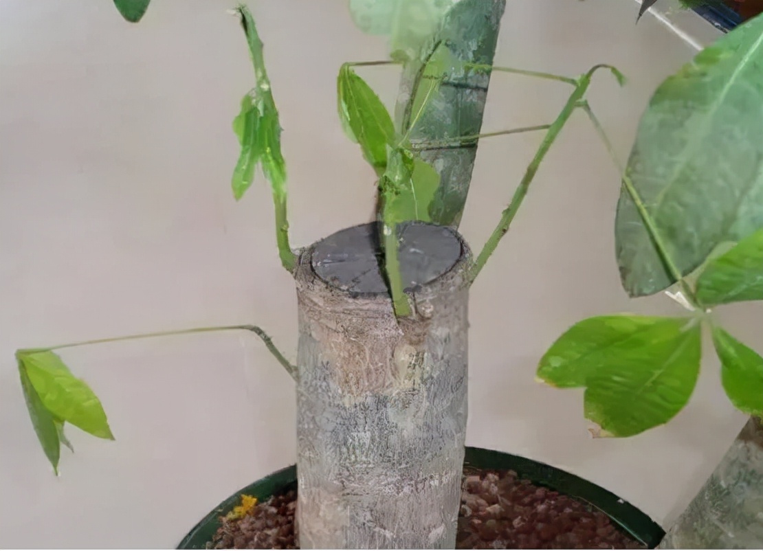 发财树主干一半腐烂变软怎么处理,发财树主干腐烂怎么补救方法