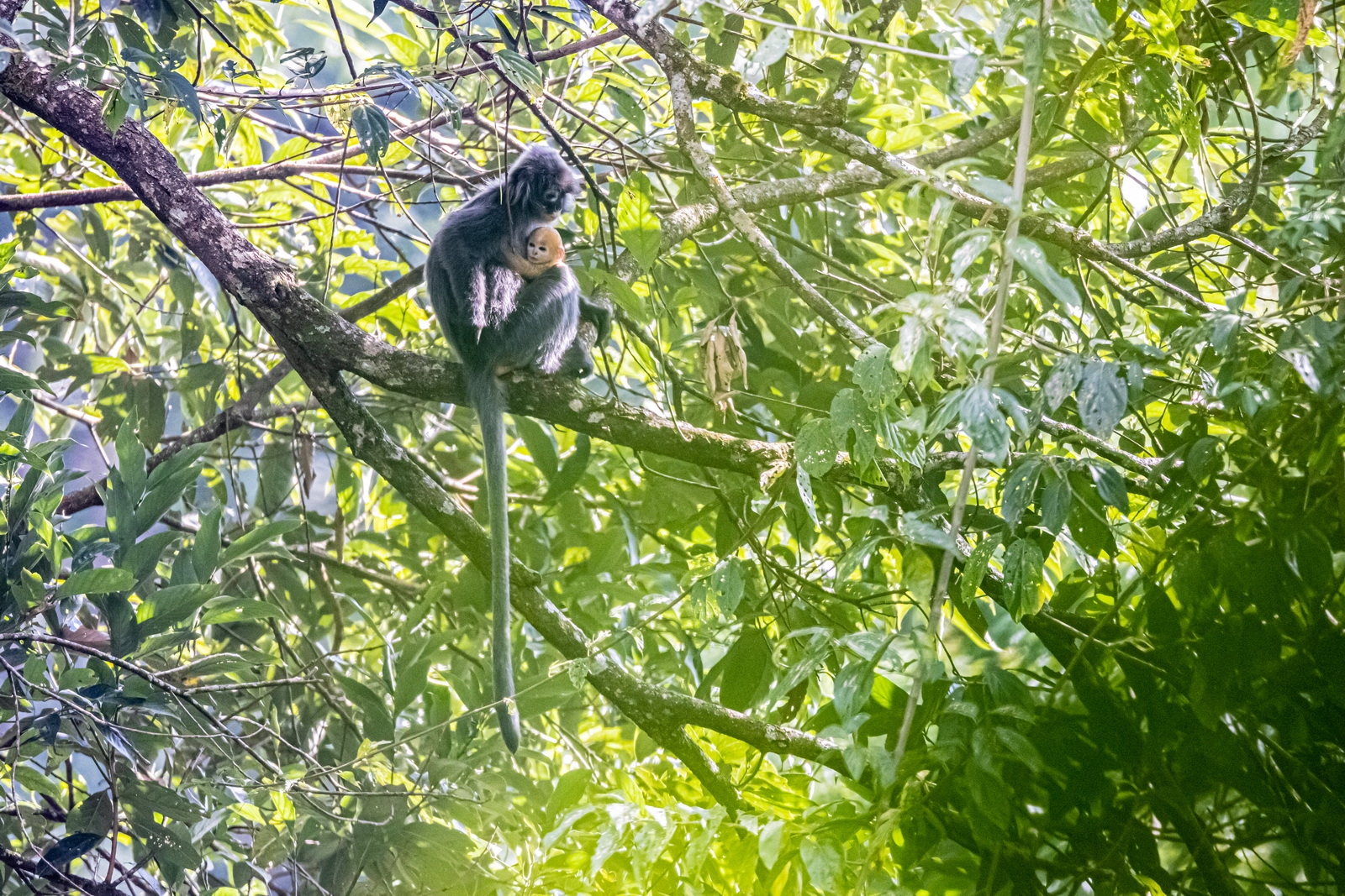 eosr5拍鸟体验,eosr5摄影与视频拍摄技巧大全