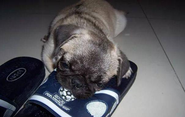 狗玩具都有什么,便宜的狗玩具推荐