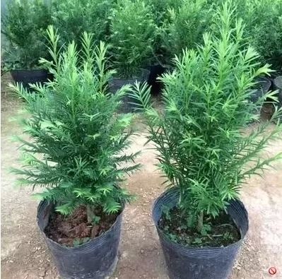 红豆杉的果实能吃吗功效与作用,红豆杉与红豆杉果实哪个功效好