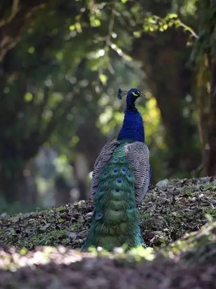 西南边境上的神秘潘多拉，比西双版纳还美，一不小心就出国