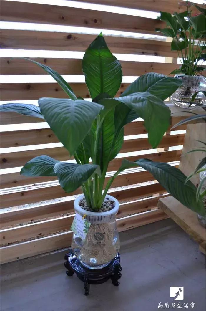 装修房子吸甲醛最好的是什么植物,吸甲醛最好的植物排行