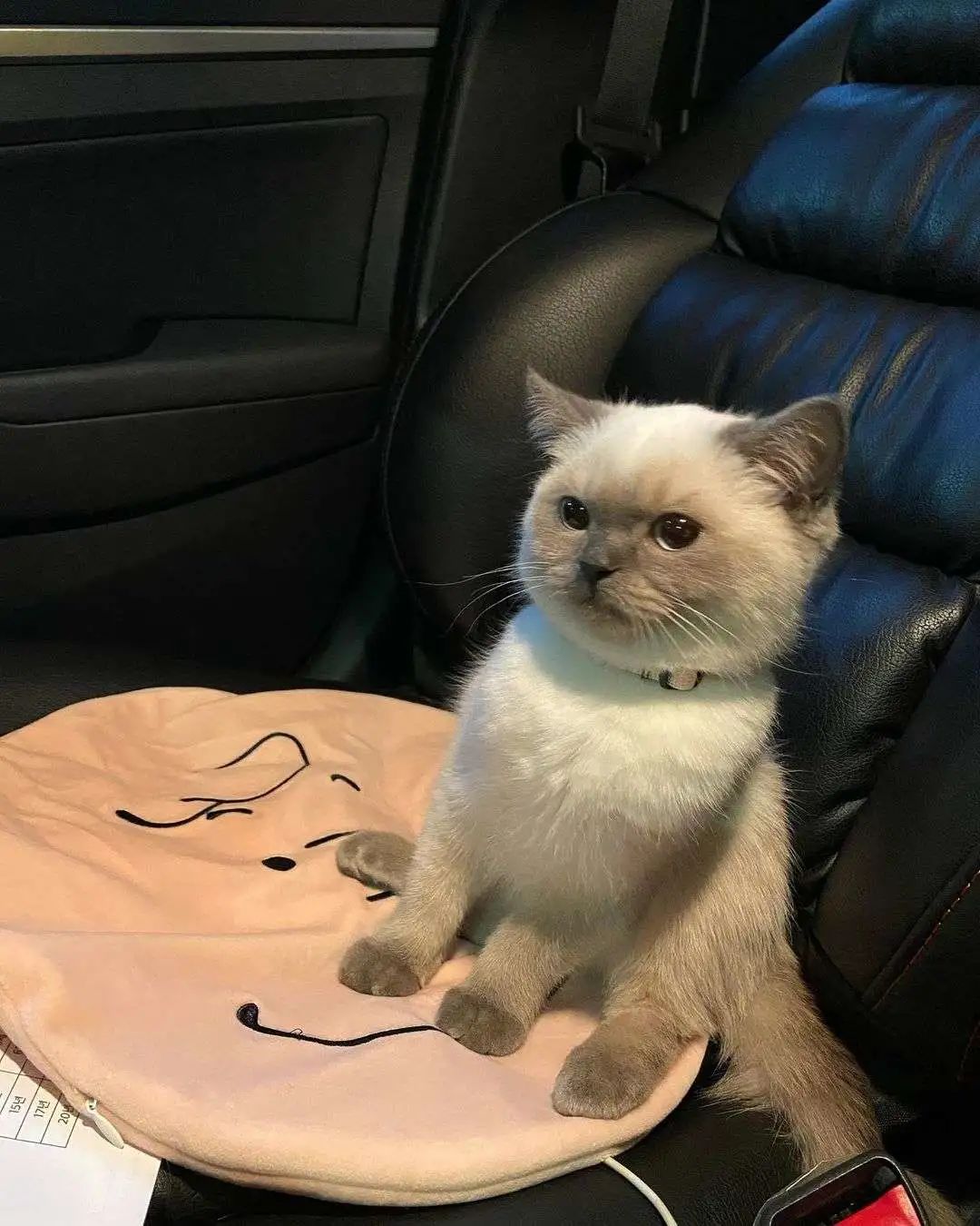 煤老板爆红完整版,煤老板ins