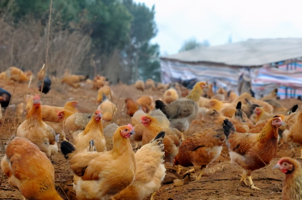 养鸡霉菌毒素对鸡的危害,夏季养鸡如何减少霉菌病
