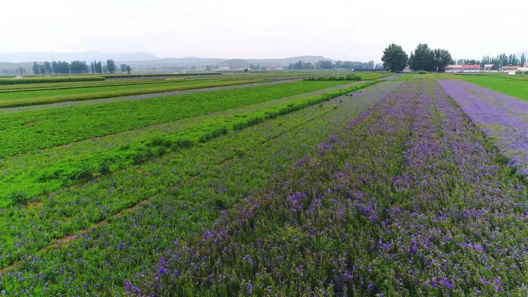 幸福生活到底啥模样,幸福生活到底是什么样的