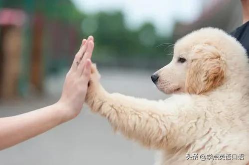 “Youareagaydog”不是“你是同性恋狗狗”