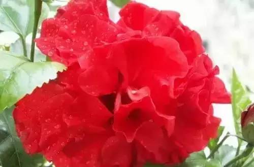 全国56个城市的市花,全国56个城市市花一览