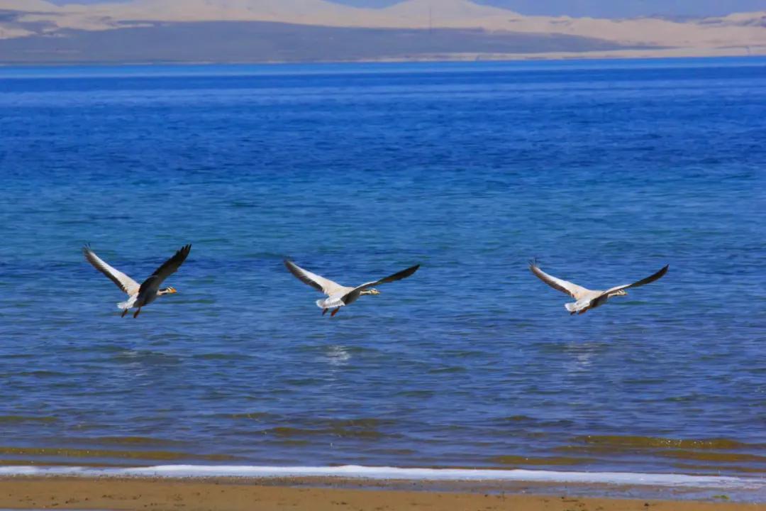 华夏山脉,华夏四大山脉