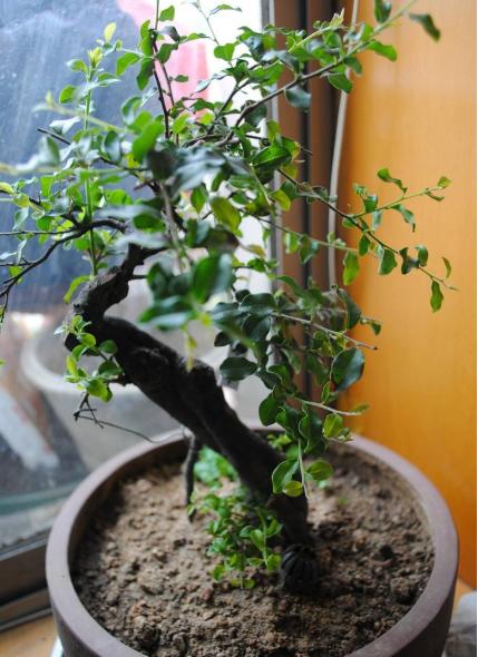 金弹子开花授粉时间,金弹子开花初期如何养护和管理