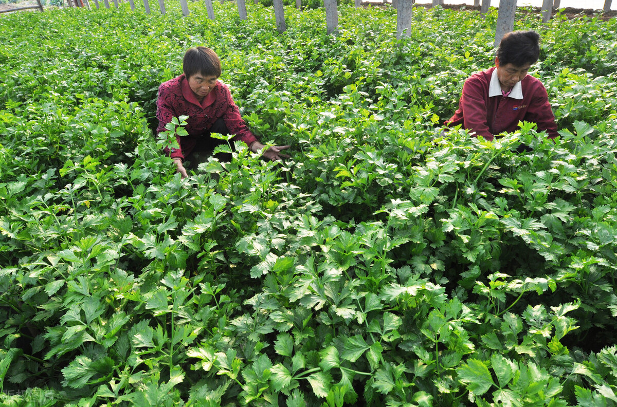 今天看到一个问题，问的是“山西运城真的很穷”，让我很诧异