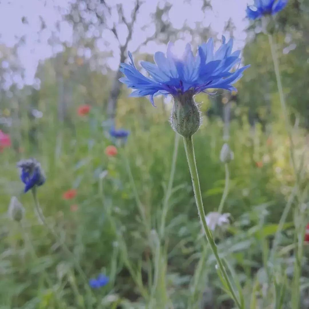 网红拍照滤镜怎么调的,拍出网红照滤镜