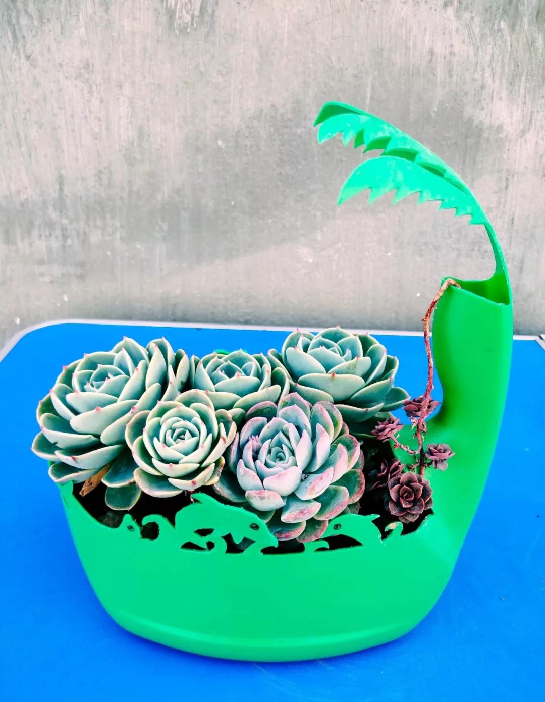 洗衣液桶剪2刀秒变各种养花神器,旧洗衣液瓶怎样剪养花好看