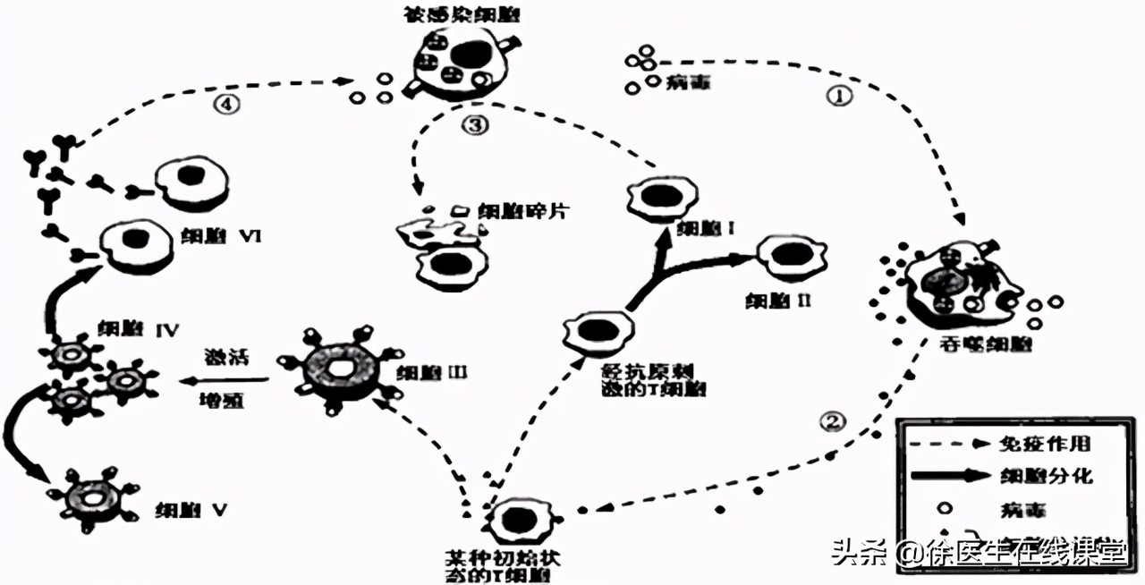 乙肝随着年龄增大能自然转阴吗,乙肝在什么情况下容易转阴