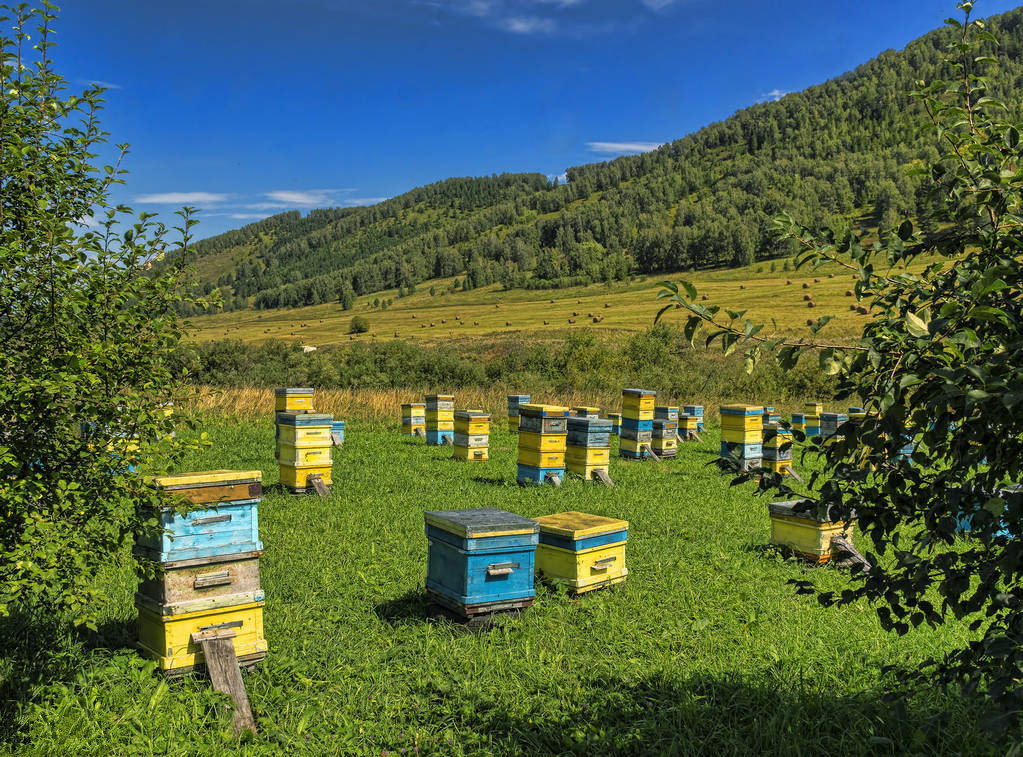 蜜蜂配土养殖方法和技术,蜜蜂养殖技术蜂群检查的准备工作