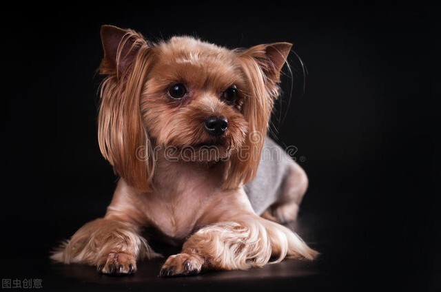 养宠资讯,养宠宠物知识宣传