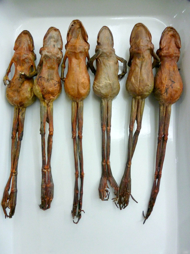 雪蛤里的黄金图片,雪蛤堪比黄金