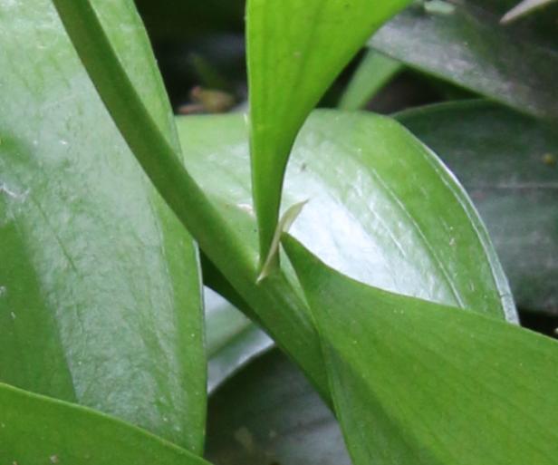 长着叶的模样,干着叶的活,为什么不给它叶的名分