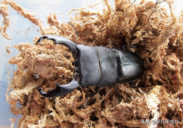 罗氏虫社知识分享之霸气又凶暴的东南亚巨扁锹们