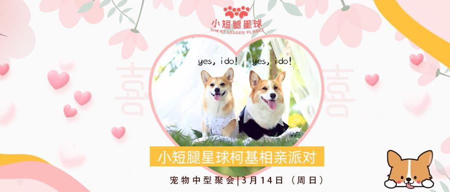 狗狗相亲大会30只柯基,柯基找对象要找有经验的大狗吗