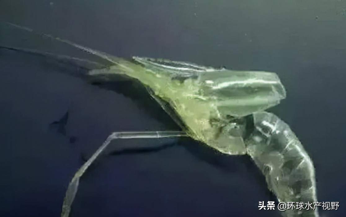 养虾的基本知识,养虾的技巧视频教程