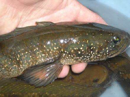 黑鱼的*亲近**，营养丰富药用价值高，但生长缓慢，详解钓--七星鱼