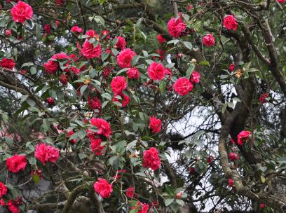 2021浜戝崡鍗佸ぇ鍚嶅搧,浜戝崡鍗佸ぇ鍚嶅搧