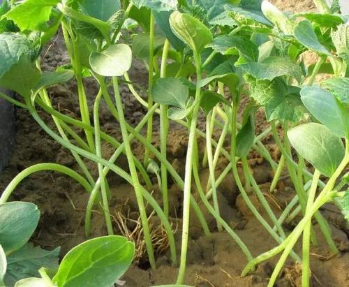 苗期死根烂苗是什么原因,秧苗黄叶烂根死苗是什么原因