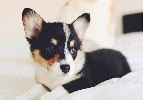 狗狗来例假怎么护理大狗,养狗专业知识狗狗挑食怎么办