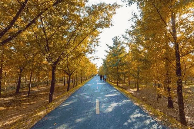 徐州升级改造,徐州未来对九里湖片区的规划