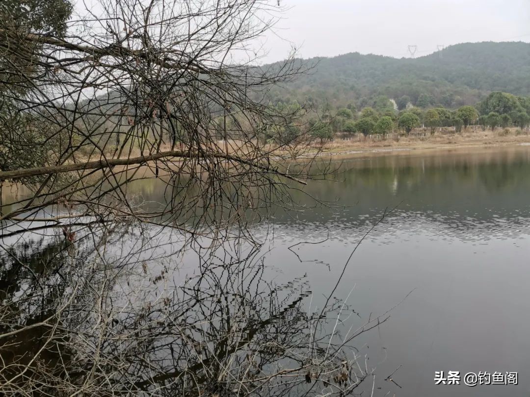 钓甲鱼方法和绝招粤语,钓甲鱼的技巧和方法