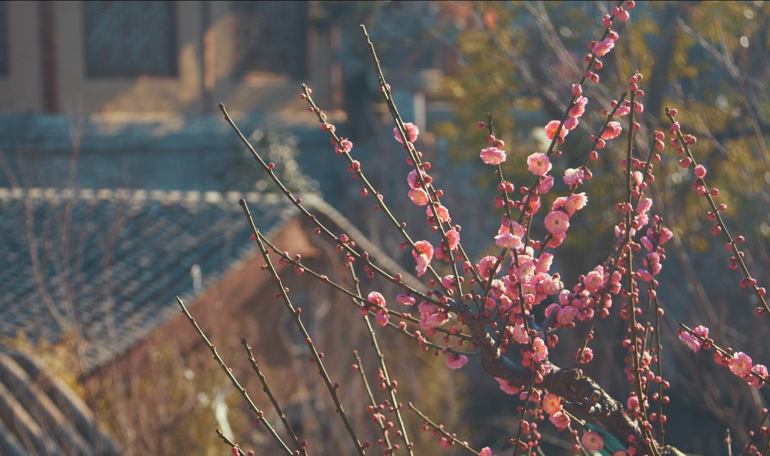 安心居家欣赏美景,郑州二七区樱桃沟管委会美丽乡村