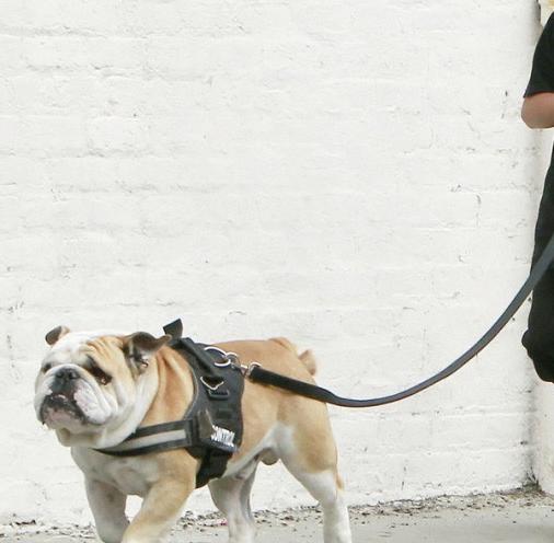 怎么纠正狗狗在遛狗时排便,怎么避免遛狗时狗狗乱捡食