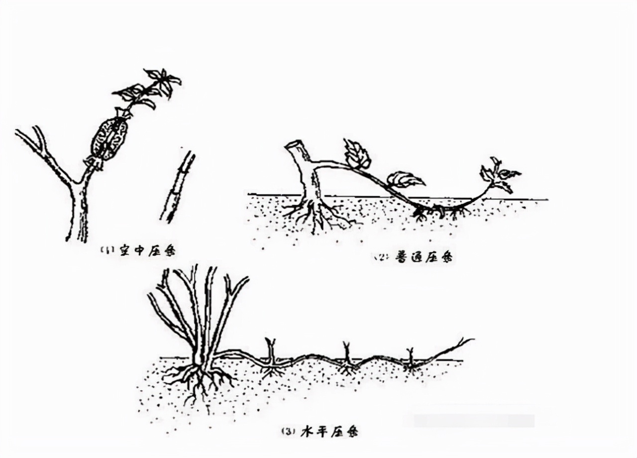 园林花卉学知识点,园林花卉学第三版知识点