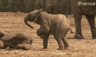 小飞象真实事迹,小飞象哭了全过程